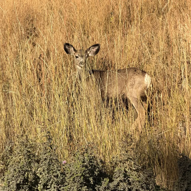 Young mule deer peeking through tall meadow grass near the condo