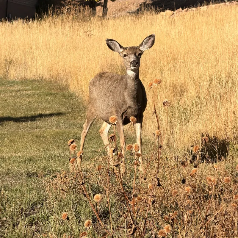Mule deer standing in golden grass near Harbor Village, Garden City, Utah
